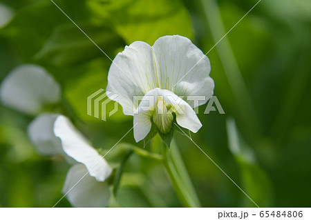 絹さやの花 65484806