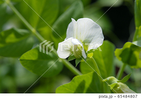 絹さやの花 65484807