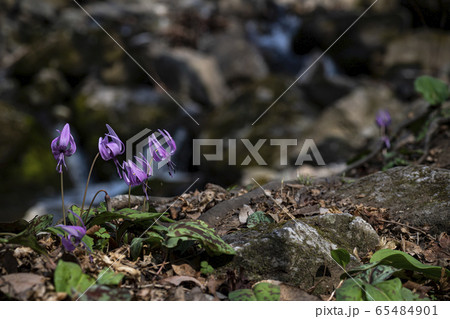 野生の花 花 カタクリ 65484901