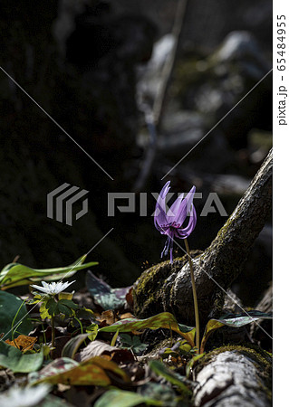 野生の花 花 カタクリ 65484955