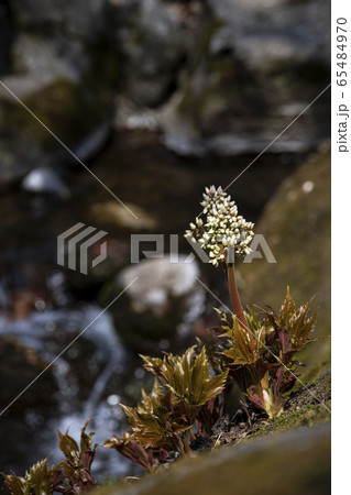 野生の花 花 春 65484970