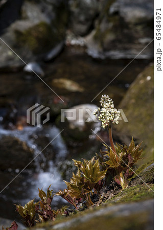 野生の花 花 カタクリ 65484971