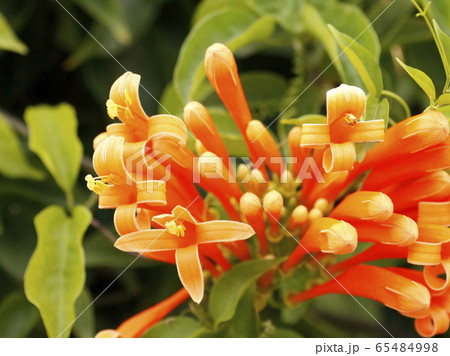 カエンカズラの花 65484998