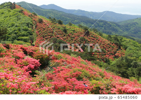 徳仙丈山のつつじ(2019) 徳仙丈山のつつじ(2019) 65485060