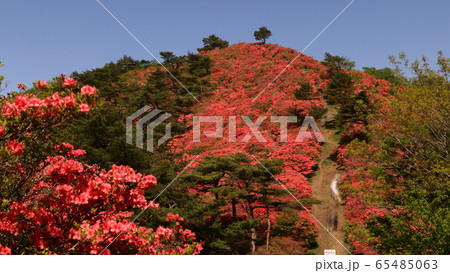 徳仙丈山のつつじ(2019) 徳仙丈山のつつじ(2019) 65485063