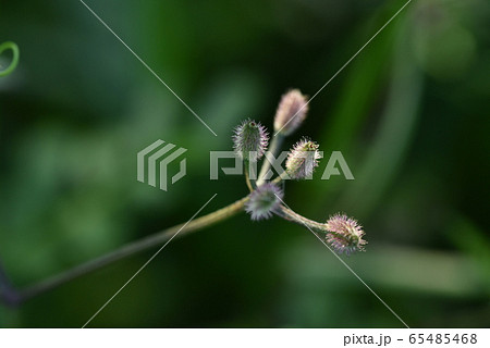 オヤブジラミの種（ひっつき虫） 65485468