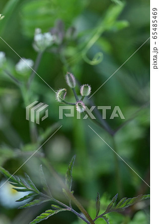 オヤブジラミの種(ひっつき虫) オヤブジラミの種(ひっつき虫) 65485469