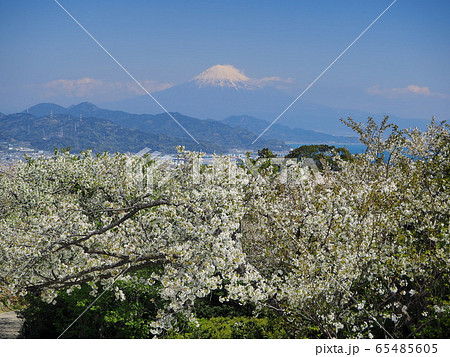 桜と富士の名所 日本平の写真素材
