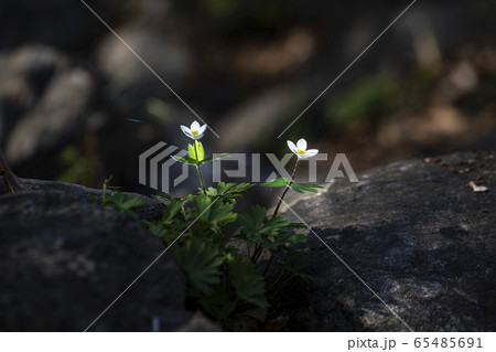 春 花 葉 65485691