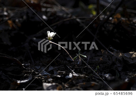 春 花 葉 65485696