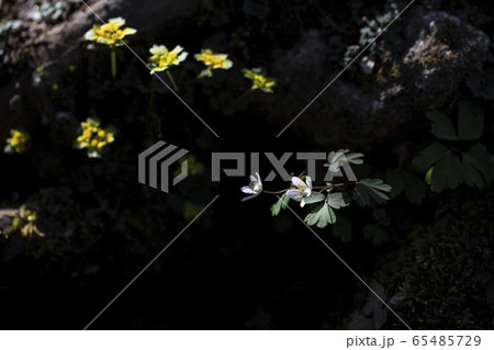 春 花 葉 65485729