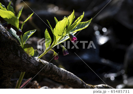 春 花 葉 65485731