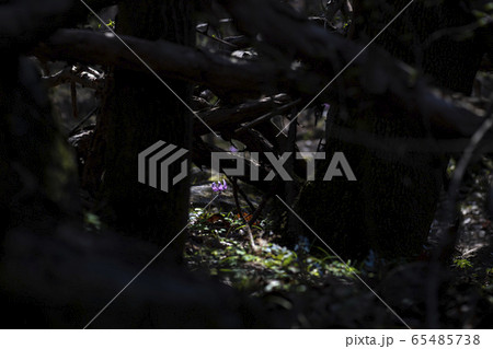 春 花 野生の花 65485738