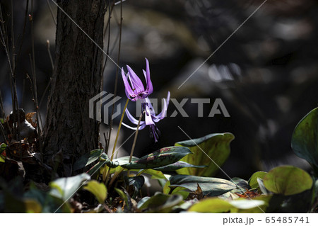 春 花 葉 65485741
