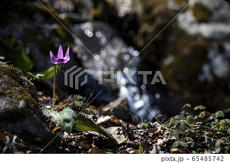 春 花 葉 65485742