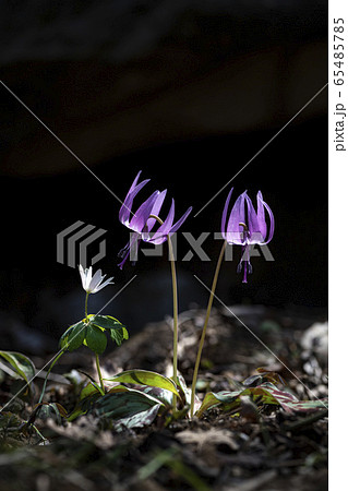 植物 野生の花 野花の写真素材