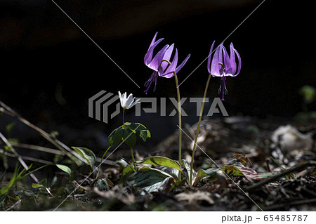 花 野生の花 野花 65485787
