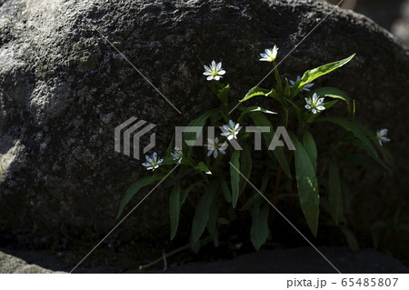 花 白 白色 65485807