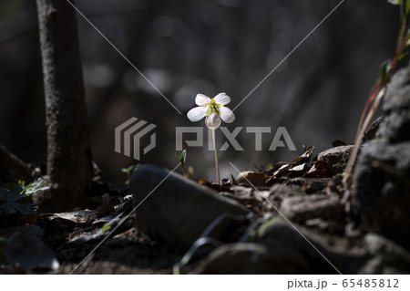 春 花 葉 65485812