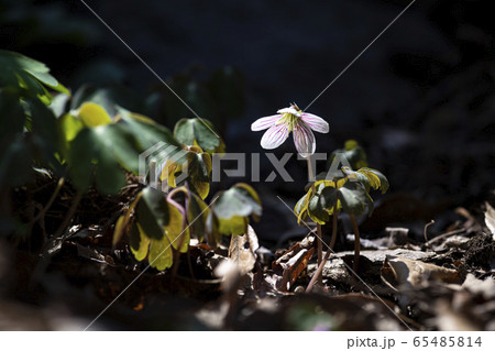 春 花 葉 65485814