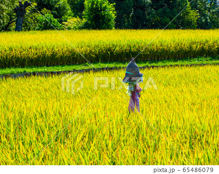 黄金色に実った稲と案山子 65486079