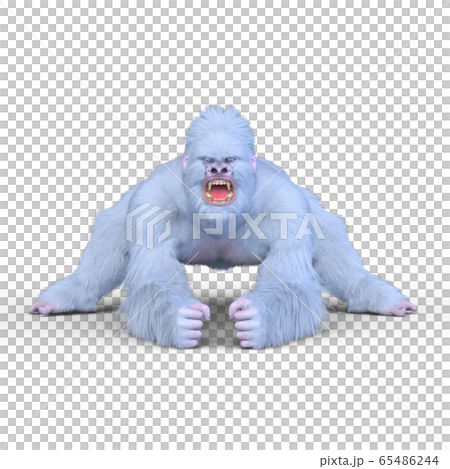 白いゴリラ 65486244