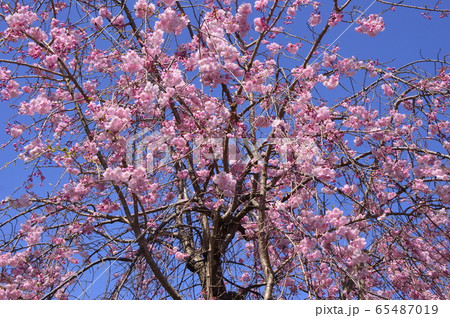 湯殿川の桜　八王子市 65487019