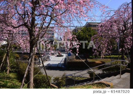 湯殿川の桜　八王子市 65487020