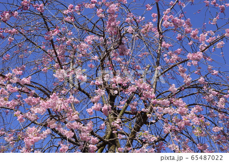 湯殿川の桜　八王子市 65487022