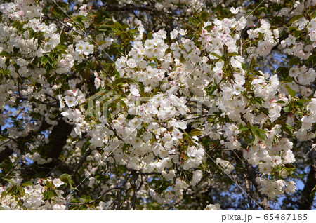 片倉つどいの森公園の春　八王子市 65487185
