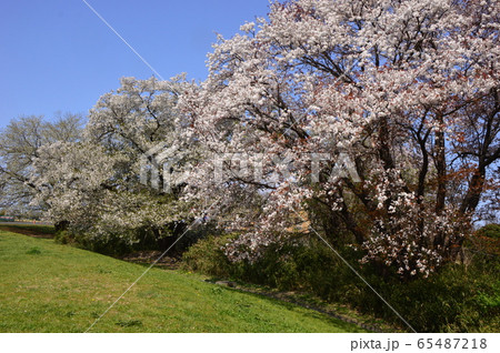 片倉つどいの森公園の春 八王子市 片倉つどいの森公園の春 八王子市 65487218