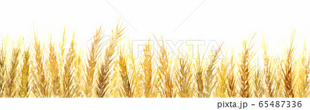 麦畑 水彩イラストのイラスト素材