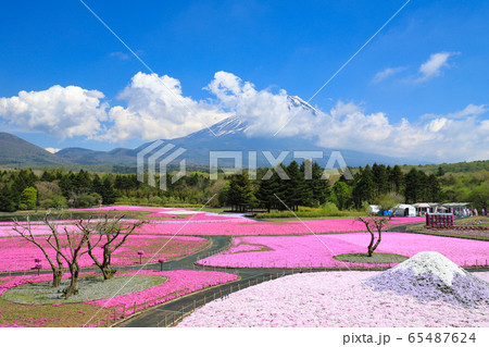 富士芝桜 65487624
