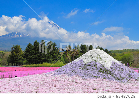 富士芝桜 富士芝桜 65487628