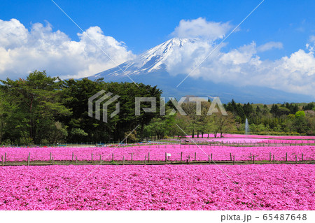 富士芝桜の写真素材