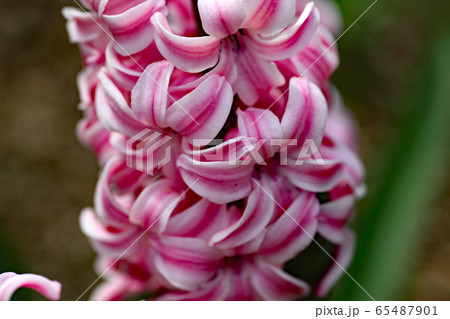 ヒヤシンスの花 65487901