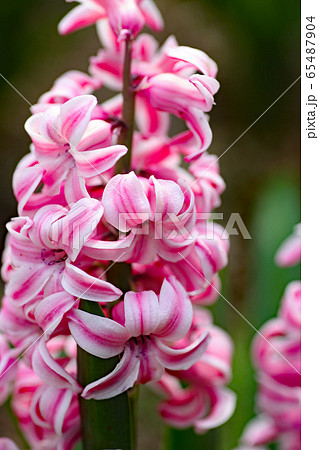 ヒヤシンスの花 65487904