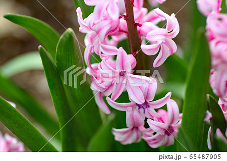 ヒヤシンスの花 ヒヤシンスの花 65487905