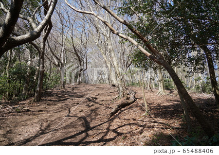 防火帯に沿ったハイキング道 防火帯に沿ったハイキング道 65488406