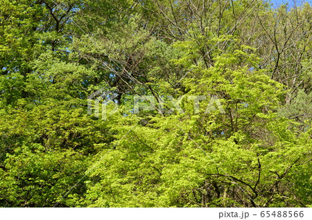長沼公園の春　八王子 65488566