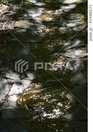長沼公園の春　八王子 65488572