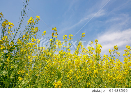 青空と菜の花 65488596