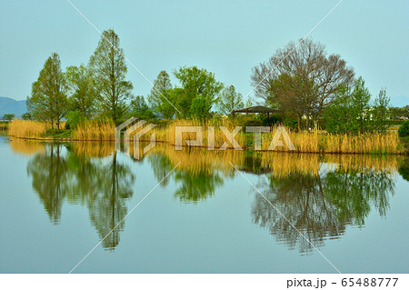 水辺の木々 65488777