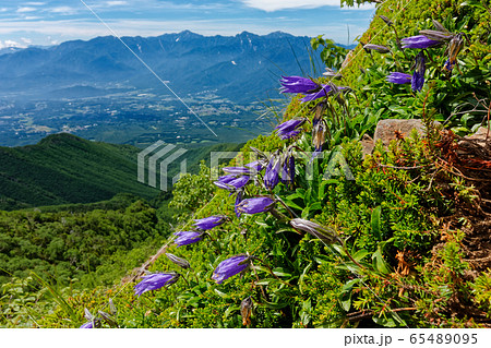八ヶ岳連峰・権現岳のイワギキョウと南アルプスの山並み 65489095