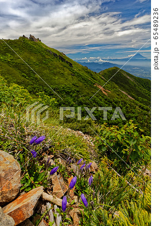 イワギキョウの花と八ヶ岳連峰 権現岳と富士山の写真素材