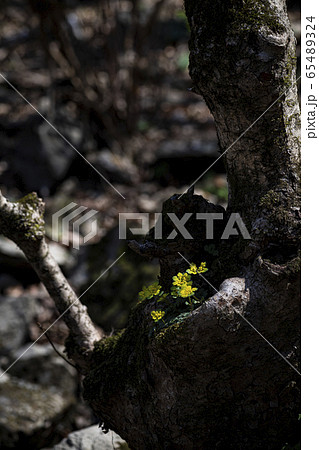 わさび サンジャゴ ピナムル 65489324