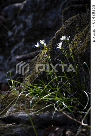 わさび サンジャゴ ピナムル 65489358