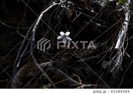 わさび サンジャゴ ピナムル 65489384