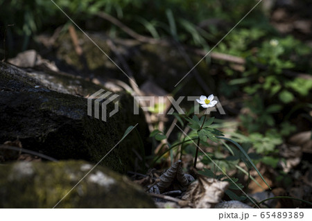 岩 石 グー 65489389