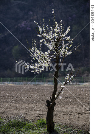 田舎 わさび サンジャゴ 65489441
